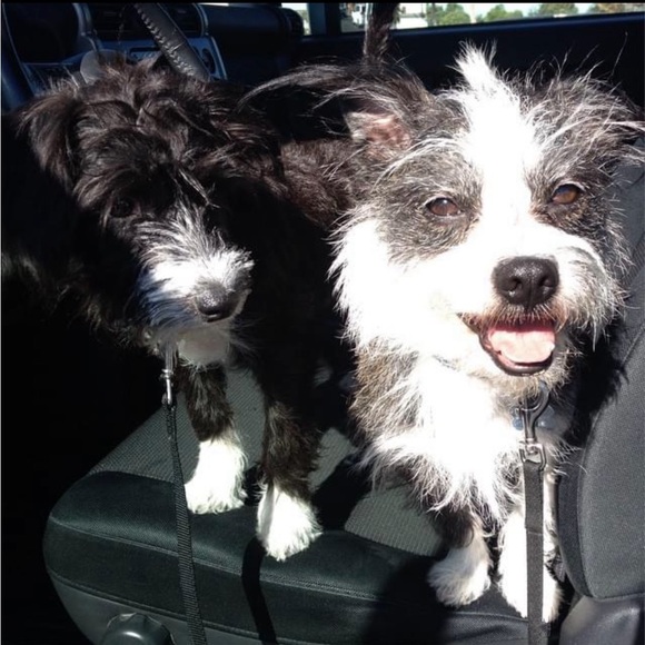 Meet your Posher, Ima - Picture 2 of 2